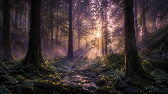 Forêt immersive proposée comme univers sonore dans les PODS de flottaison Zero Gravity Center.
